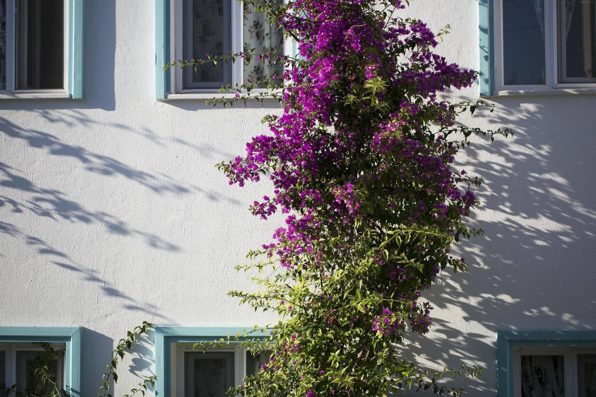 Istanbul Hotel Bodrum トゥルクブク エクステリア 写真